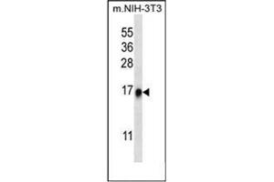 Western blot analysis in NIH-3T3 cell line lysates (35 ug/lane) using RPL35 Antibody (C-term) Cat. (RPL35 抗体  (C-Term))