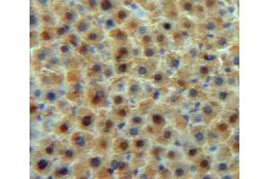Used in DAB staining on fromalin fixed paraffin-embedded liver tissue (Transferrin 抗体  (AA 360-683))