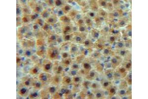 Used in DAB staining on fromalin fixed paraffin-embedded liver tissue