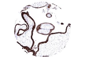 A strong inhibin alpha immunostaining is seen in the cyto and syncytiotrophoblast of the placenta of the first trimenon (Recombinant Inhibin alpha 抗体  (AA 233-362))