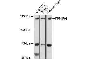 Western blot analysis of extracts of various cell lines, using PPP1R9B antibody (ABIN7269681) at 1:1000 dilution. (PPP1R9B 抗体)