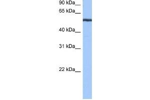 YARS antibody used at 0. (YARS 抗体  (N-Term))