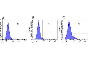 Flow-cytometry using anti-CD30 antibody Ki-4   Human lymphocytes were stained with an isotype control (panel A) or the rabbit-chimeric version of Ki-4  before (B) or after anti-CD3/28 activation (C) at a concentration of 1 µg/ml for 30 mins at RT. (Recombinant TNFRSF8 抗体)