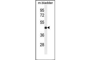 Western blot analysis of IRF2 Antibody (Center) in mouse bladder tissue lysates (35ug/lane). (IRF2 抗体  (Middle Region))