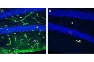 Expression of MERTK in mouse hippocampus - Immunohistochemical staining of perfusion-fixed frozen mouse brain sections with Anti-MERTK (extracellular) Antibody (ABIN7042974, ABIN7045326 and ABIN7045327), (1:300), followed by goat anti-rabbit-AlexaFluor-488 (green). (MERTK 抗体  (Extracellular, N-Term))
