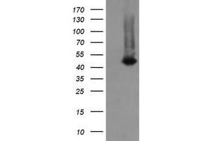 Image no. 1 for anti-Chromosome 2 Open Reading Frame 62 (C2orf62) antibody (ABIN1497051) (C2orf62 抗体)