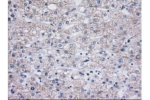 Immunohistochemical staining of paraffin-embedded Human liver tissue using anti-C15orf40 mouse monoclonal antibody. (C15orf40 抗体)