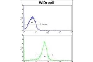 Flow cytometric analysis of widr cells using FHL1 Antibody (C-term)(bottom histogram) compared to a negative control cell (top histogram). (FHL1 抗体  (C-Term))