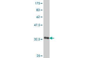 Western Blot detection against Immunogen (36.