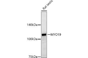 Western blot analysis of extracts of Rat testis, using MYO19 antibody (ABIN7268758) at 1:500 dilution.
