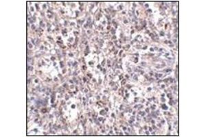 Immunohistochemistry of SCARB1 in human spleen tissue with this product at 2. (SCARB1 抗体  (N-Term))