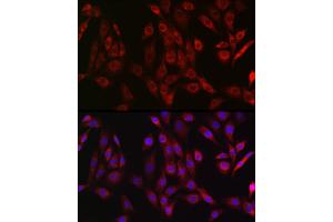 Immunofluorescence analysis of NIH/3T3 cells using OTULIN Rabbit pAb (ABIN7267099) at dilution of 1:50 (40x lens). (FAM105B 抗体)