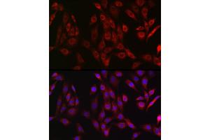 Immunofluorescence analysis of NIH/3T3 cells using OTULIN Rabbit pAb (ABIN7267099) at dilution of 1:50 (40x lens). (FAM105B 抗体)