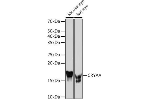 CRYAA antibody
