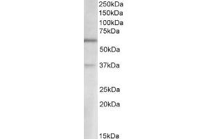 ABIN1590058 (2µg/ml) staining of Human Cerebellum lysate (35µg protein in RIPA buffer). (Solute Carrier Family 17 (Vesicular Glutamate Transporter), Member 6 (SLC17A6) (AA 521-534) 抗体)