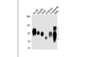 Western Blotting (WB) image for anti-Solute Carrier Family 3 (Activators of Dibasic and Neutral Amino Acid Transport), Member 2 (SLC3A2) (AA 588-615), (C-Term) antibody (ABIN654111)