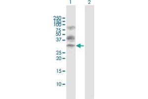 Western Blot analysis of XBP1 expression in transfected 293T cell line by XBP1 MaxPab polyclonal antibody. (XBP1 抗体  (AA 1-261))