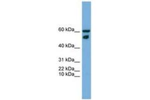 Image no. 1 for anti-Zinc Finger Protein 765 (ZNF765) (N-Term) antibody (ABIN6745251) (ZNF765 抗体  (N-Term))