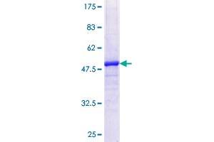 MFAP5 Protein (AA 1-173) (GST tag)