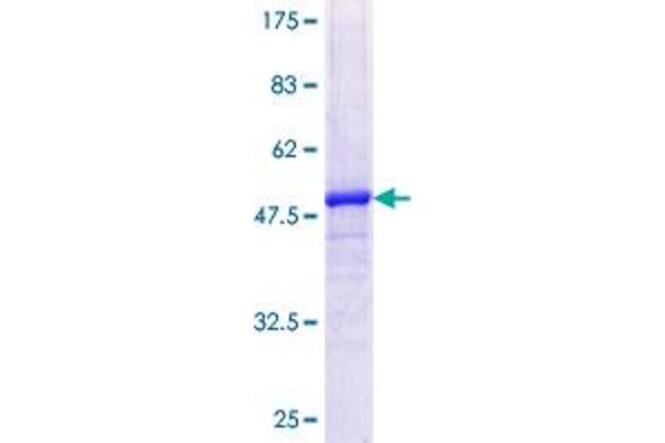 MFAP5 Protein (AA 1-173) (GST tag)