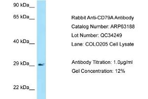 Western Blotting (WB) image for anti-B-cell antigen receptor complex-associated protein alpha chain (CD79A) (N-Term) antibody (ABIN970345) (CD79a 抗体  (N-Term))