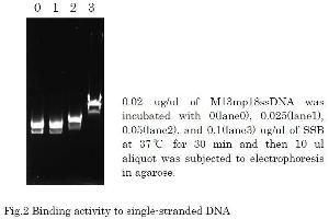 Polymerase Chain Reaction (PCR) image for T4 SSB (Active) protein (ABIN2452207) (T4 SSB (Active) 蛋白)