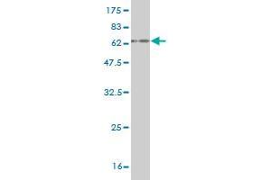 Western Blotting (WB) image for anti-Exosome Component 3 (EXOSC3) (AA 1-275) antibody (ABIN565512)