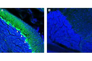Expression of ADAM23 in mouse cerebellum. (Adam23 抗体  (Extracellular))