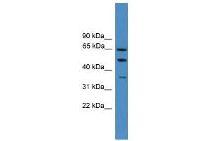 WB Suggested Anti-ICAM1 Antibody Titration: 0. (ICAM1 抗体  (N-Term))