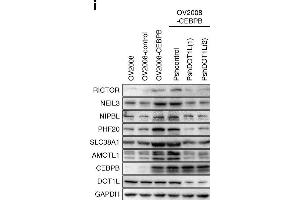 C/EBPβ recruits the methyltransferase DOT1L to target genes that methylate H3K79. (RICTOR 抗体  (C-Term))