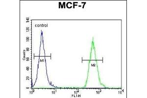 TTL Antibody (C-term) (ABIN651357 and ABIN2840199) flow cytometric analysis of MCF-7 cells (right histogram) comred to a negative control cell (left histogram). (TTPAL 抗体  (C-Term))