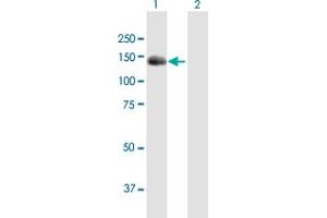 Western Blot analysis of BUB1 expression in transfected 293T cell line by BUB1 MaxPab polyclonal antibody. (BUB1 抗体  (AA 1-1085))