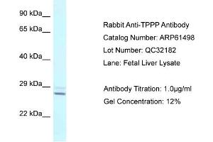 Western Blotting (WB) image for anti-Tubulin Polymerization Promoting Protein (Tppp) (N-Term) antibody (ABIN2788826) (Tppp 抗体  (N-Term))