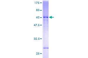 GRIK2 Protein (AA 1-353) (GST tag)