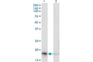 Western Blotting (WB) image for anti-Ribosomal Protein L23A (RPL23A) (AA 59-156) antibody (ABIN519862)