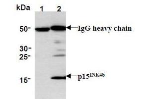 Western Blotting (WB) image for anti-Cyclin-Dependent Kinase Inhibitor 2B (p15, Inhibits CDK4) (CDKN2B) antibody (ABIN1449282) (CDKN2B 抗体)