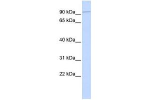 WB Suggested Anti-KIFC2 Antibody Titration:  0. (KIFC2 抗体  (N-Term))