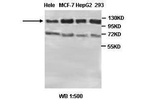 Image no. 2 for anti-Protein Tyrosine Phosphatase G1 (PTPN12) antibody (ABIN791170) (PTPN12 抗体)