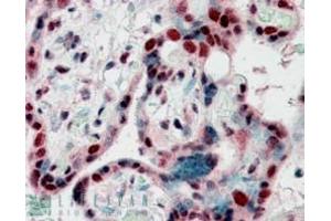 ABIN185493 (2. (CBX3 抗体  (Internal Region))