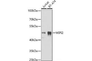 Western blot analysis of extracts of various cell lines using WIPI2 Polyclonal Antibody at dilution of 1:1000. (WIPI2 抗体)