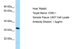 Host: Rabbit Target Name: CDKL1 Sample Type: U937 Whole Cell lysates Antibody Dilution: 1. (CDKL1 抗体  (N-Term))