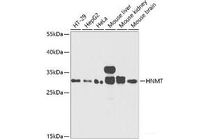 Western blot analysis of extracts of various cell lines using HNMT Polyclonal Antibody at dilution of 1:1000. (HNMT 抗体)