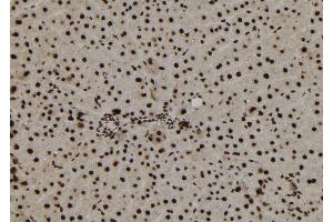 ABIN6273179 at 1/100 staining Rat liver tissue by IHC-P. (TNP1 抗体  (Internal Region))