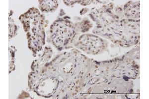 Immunostaining (ISt) image for anti-Cofactor of BRCA1 (COBRA1) (AA 1-475) antibody (ABIN525497)