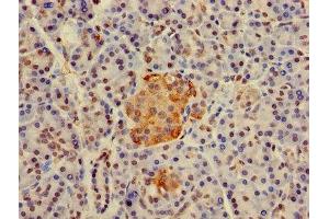 Immunohistochemistry of paraffin-embedded human pancreatic tissue using ABIN7155377 at dilution of 1:100 (H2AFJ 抗体  (AA 2-129))