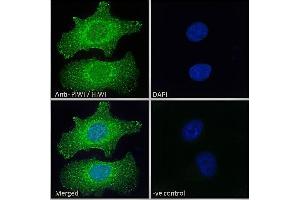 Immunofluorescence (IF) image for anti-Piwi-Like 1 (PIWIL1) (Internal Region) antibody (ABIN190916)
