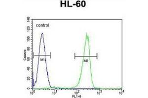 Flow cytometric analysis of HL-60 cells using KIAA1586 Antibody (N-term) Cat. (KIAA1586 抗体  (N-Term))