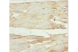 Immunohistochemistry of paraffin-embedded human skeletal muscle tissue using ABIN7161480 at dilution of 1:100 (SLC1A5 抗体  (AA 1-100))