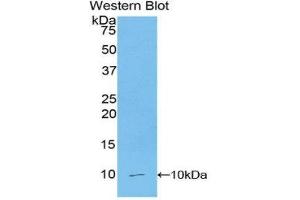 Western Blotting (WB) image for anti-Chemokine (C-C Motif) Ligand 5 (CCL5) (AA 24-91) antibody (ABIN1715769) (CCL5 抗体  (AA 24-91))