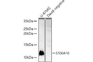 Western Blotting (WB) image for anti-S100 Calcium Binding Protein A10 (S100A10) (AA 1-97) antibody (ABIN3015804)